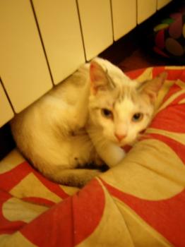Siam Bild von Siam