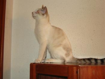 Siam Bild von Siam