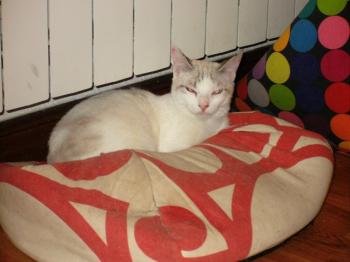 Siam Bild von Siam