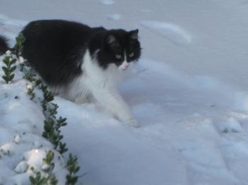 Lavinia Bild von Lavinia - Silke