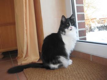 LAvinia Bild von Lavinia - Silke