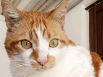 Bild von Oso