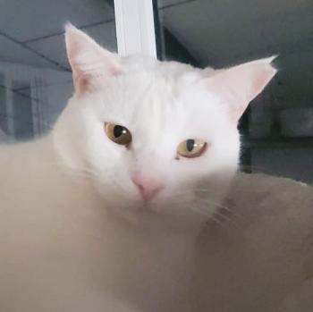 Manush Bild von Manush