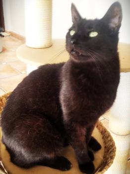 Vampi Bild von Vampi