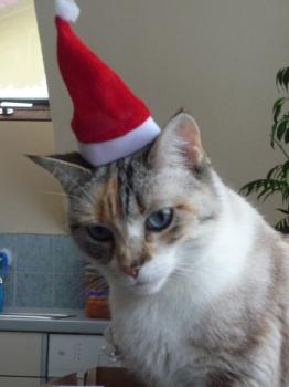Suki Bild von Suki