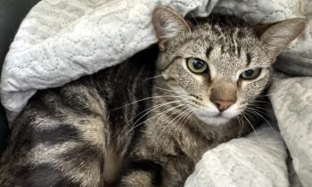 Hugo Bild von Hugo