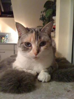 Suki Bild von Suki