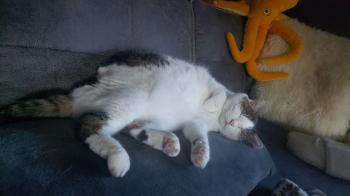 Nala Bild von Nala