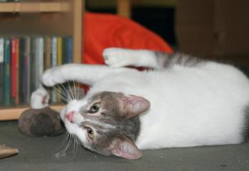 Lasheen Bild von Lasheen