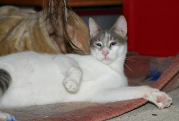 Lasheen Bild von Lasheen