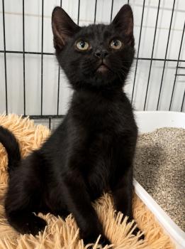 Nyx Bild von Nyx