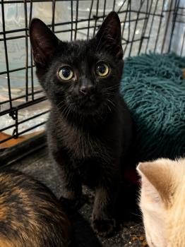 Nyx Bild von Nyx