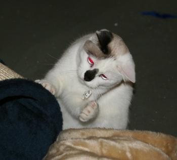 Asmahan Bild von Asmahan