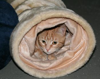 Ruby Bild von Ruby