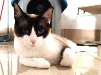 Shanti Bild von Shanti