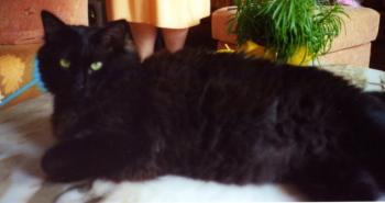 Sancho Bild von Pascha