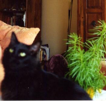 Pascha Bild von Pascha