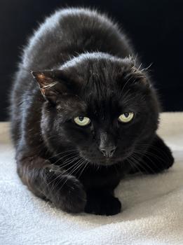 Bild von Mowgli