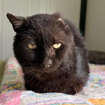 Bild von Mowgli