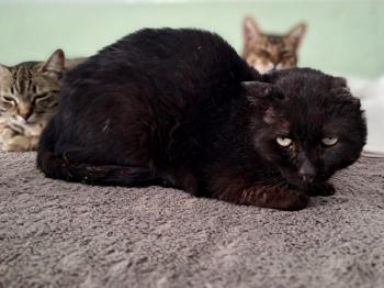 Bild von Mowgli