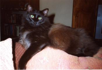 Pascha Bild von Pascha