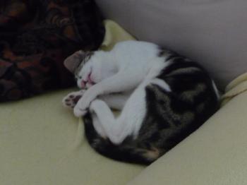 Sacha Bild von Sacha