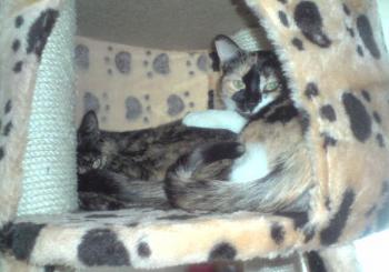 Pomona und Gea Bild von Pomona