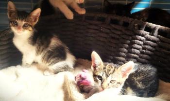 Jasmine Bild von Jasmine