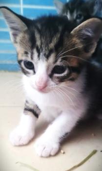 Jasmine Bild von Jasmine