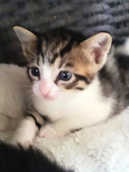 Jasmine Bild von Jasmine