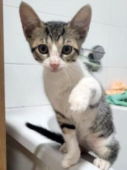 Jasmine Bild von Jasmine