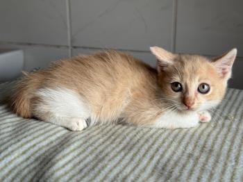 Percy Bild von Percy