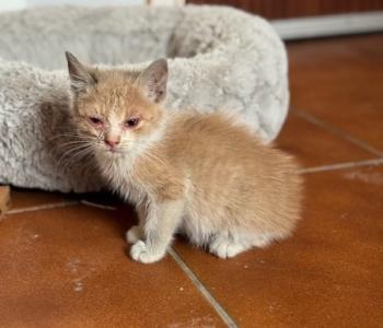 Sixto Bild von Sixto