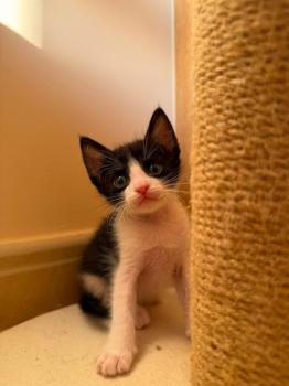 Tom Bild von Tom