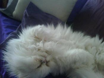 Rocky Bild von Rocky