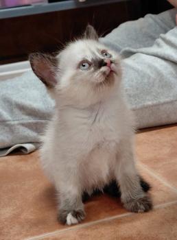 Athena Bild von Athena