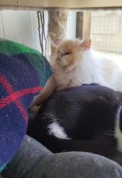 Pelusito Bild von Pelusito