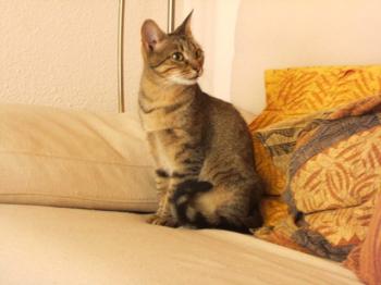 Bild von Pomponia