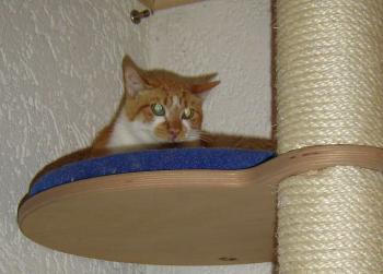 Filippo im Katzenhaus Bild von Filippo
