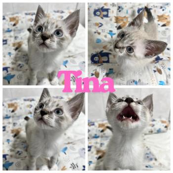Tina Bild von Tina