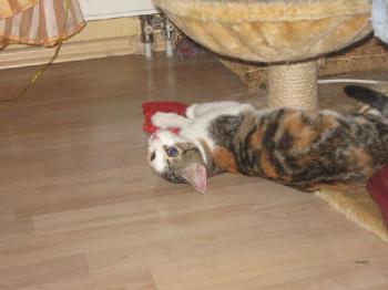 Frida im neuen Zuhause Bild von Frida