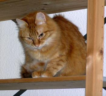 Patatin Bild von Patatin