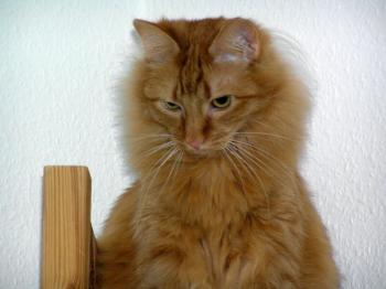Patatan Bild von Patatan