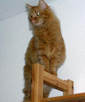 Patatan Bild von Patatan