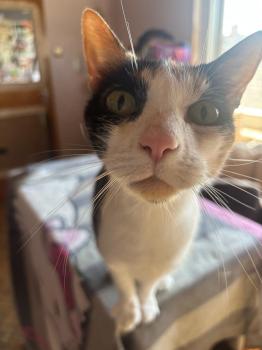 Bild von Arabella