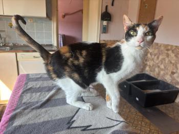 Bild von Arabella