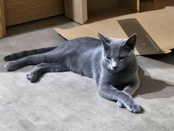 Bild von Lyra