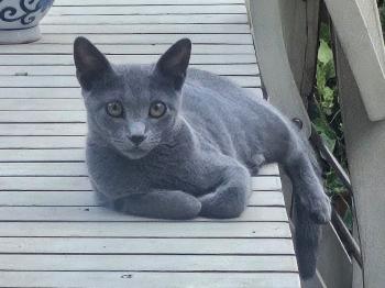 Bild von Lyra