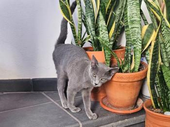 Bild von Lyra