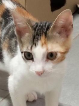 Moka Bild von Moka